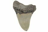 Serrated, Fossil Megalodon Tooth - North Carolina #236873-1